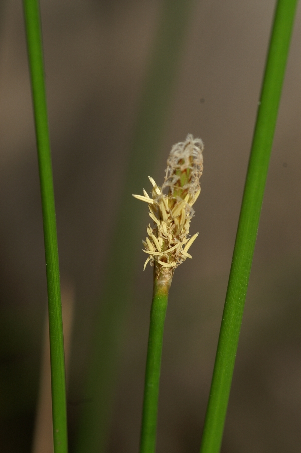 Eleocharis acuta